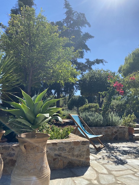Garden with potted agave